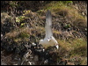 northern_fulmar_201588