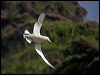 northern_fulmar_201594