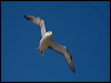 northern_fulmar_201601