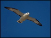 northern_fulmar_201602