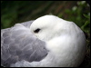 northern_fulmar_52203