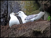 northern_fulmar_52264