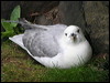 northern_fulmar_52275