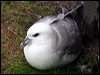northern_fulmar_52284