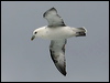 northern_fulmar_52287