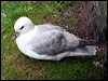 northern_fulmar_52339
