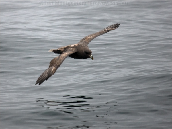 Northern Fulmar northern_fulmar_107428.psd
