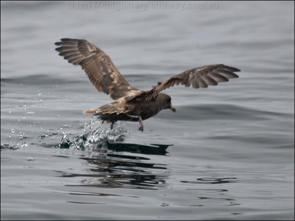 Northern Fulmar northern_fulmar_107433.psd