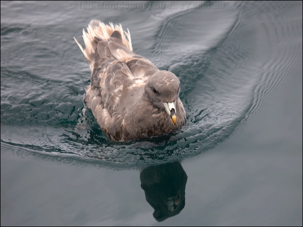 Northern Fulmar northern_fulmar_107477.psd