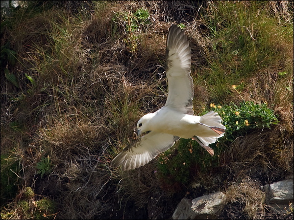 Northern Fulmar northern_fulmar_201573.psd
