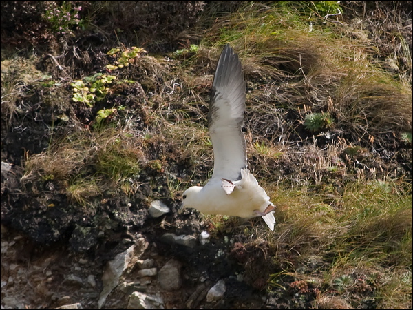 Northern Fulmar northern_fulmar_201588.psd