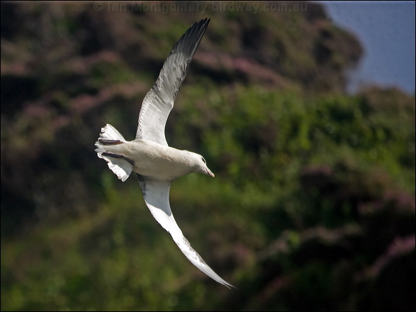 Northern Fulmar northern_fulmar_201594.psd