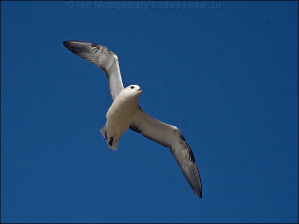 Northern Fulmar northern_fulmar_201601.psd