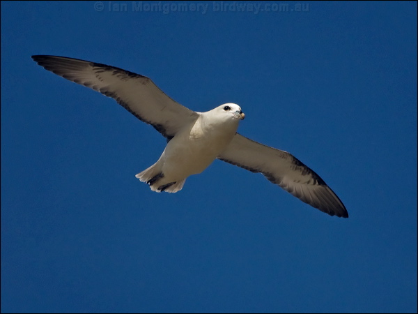 Northern Fulmar northern_fulmar_201602.psd