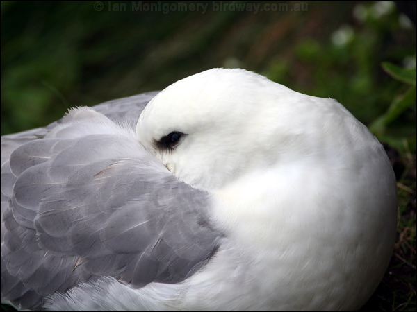 Northern Fulmar northern_fulmar_52203.psd