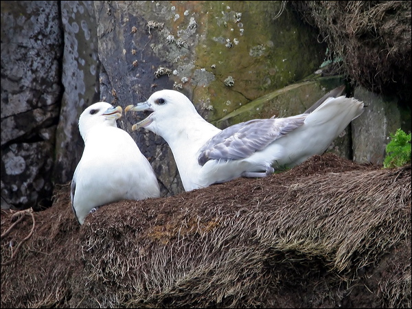 Northern Fulmar northern_fulmar_52264.psd