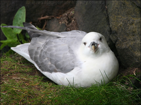 Northern Fulmar northern_fulmar_52275.psd