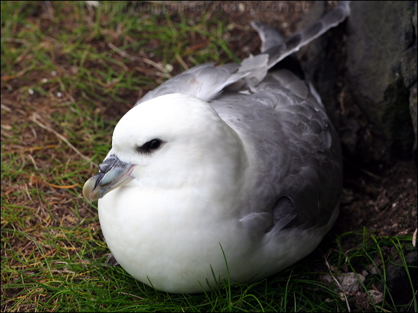 Northern Fulmar northern_fulmar_52284.psd