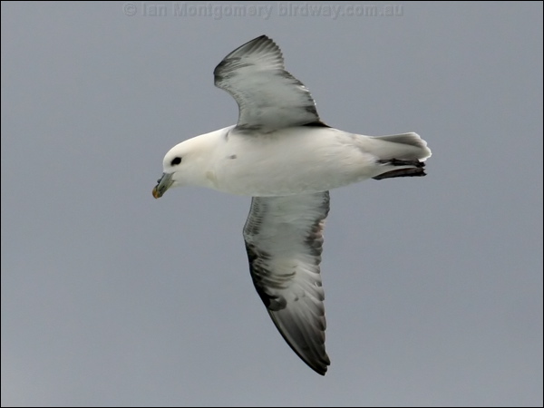 Northern Fulmar northern_fulmar_52287.psd