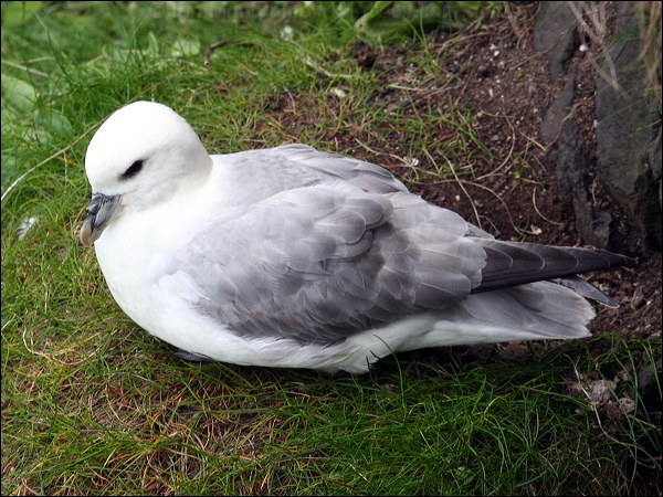 Northern Fulmar northern_fulmar_52339.psd