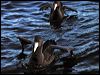 n_s_giant_petrel_03502