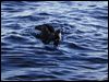 north_giant_petrel_03512