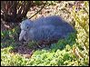 north_giant_petrel_124133