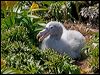 north_giant_petrel_124508