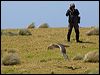 north_giant_petrel_124659