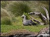 north_giant_petrel_124664