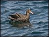 north_giant_petrel_124788