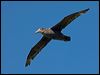 north_giant_petrel_126459