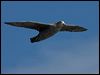 north_giant_petrel_126484