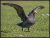 north_giant_petrel_126523