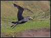 north_giant_petrel_126540