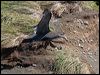 north_giant_petrel_126541
