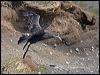 north_giant_petrel_126542