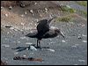 north_giant_petrel_126544