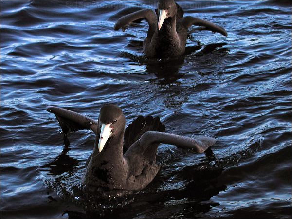 Northern Giant Petrel n_s_giant_petrel_03502.psd