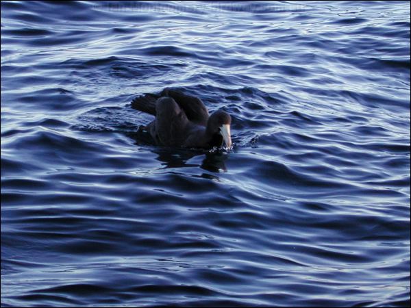 Northern Giant Petrel north_giant_petrel_03512.psd