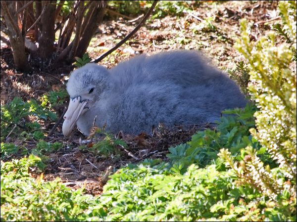 Northern Giant Petrel north_giant_petrel_124133.psd
