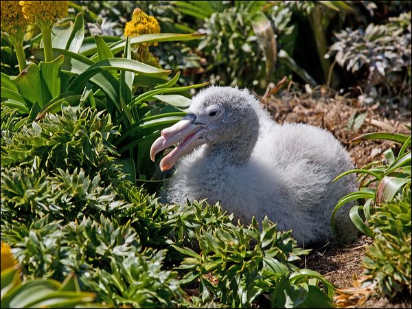 Northern Giant Petrel north_giant_petrel_124508.psd