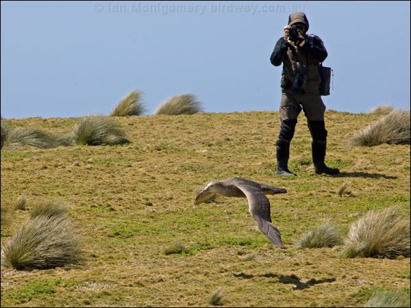 Northern Giant Petrel north_giant_petrel_124659.psd