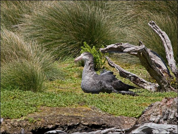 Northern Giant Petrel north_giant_petrel_124664.psd