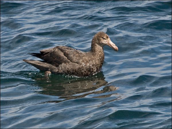 Northern Giant Petrel north_giant_petrel_124788.psd