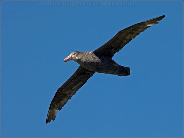 Northern Giant Petrel north_giant_petrel_126459.psd