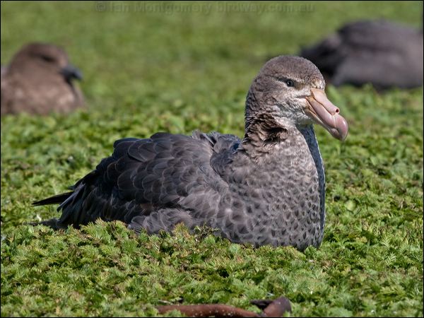 Northern Giant Petrel north_giant_petrel_126495.psd