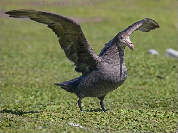 Northern Giant Petrel north_giant_petrel_126523.psd