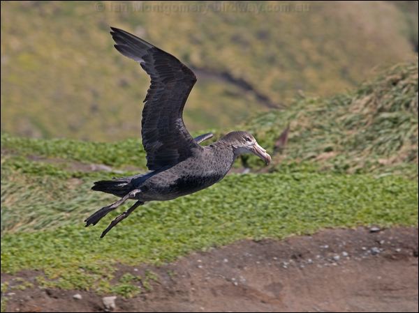 Northern Giant Petrel north_giant_petrel_126540.psd