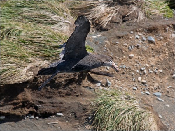 Northern Giant Petrel north_giant_petrel_126541.psd